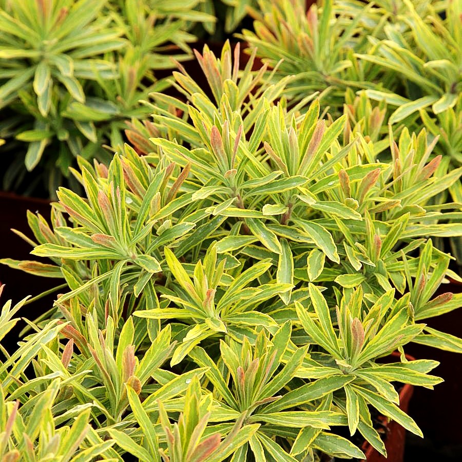 Bunte Busch-Wolfsmilch 'Ascot Rainbow' (Euphorbia x martinii)
