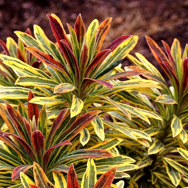 Bunte Busch-Wolfsmilch 'Ascot Rainbow' (Euphorbia x martinii)