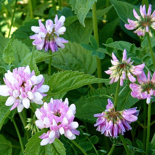 Bunte Kronwicke (Securigera varia)