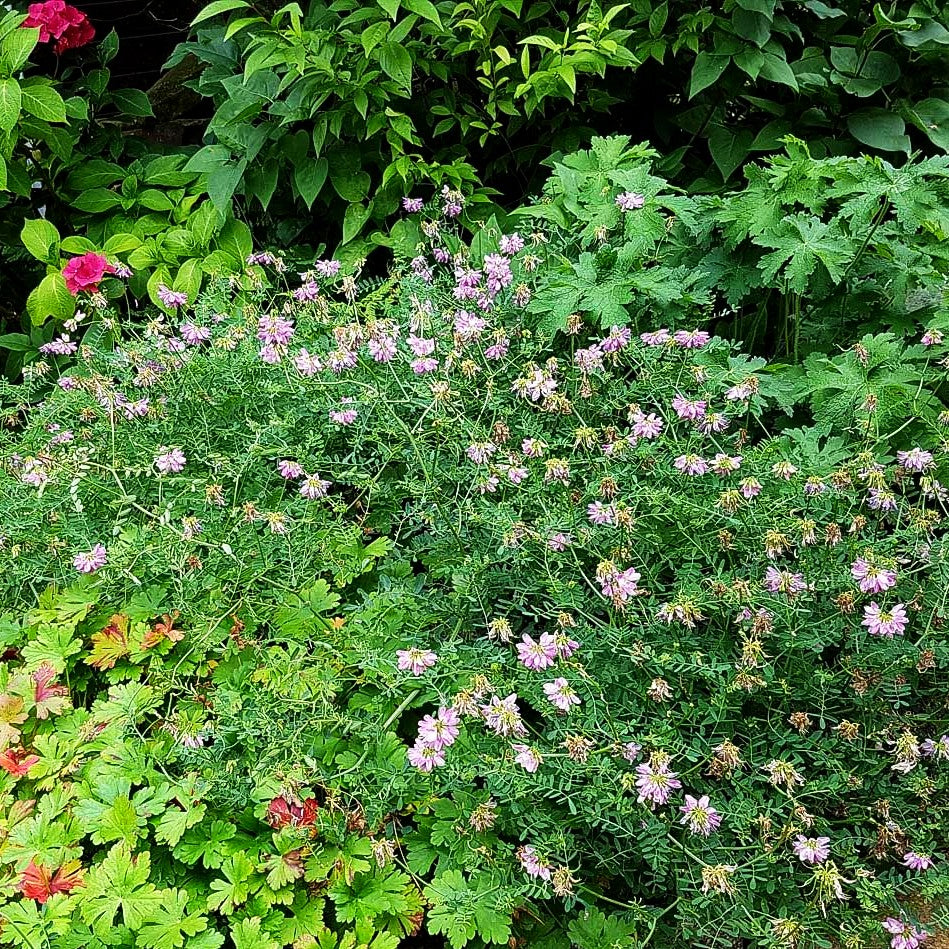 Bunte Kronwicke (Securigera varia)