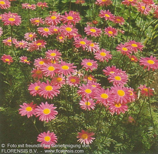 Bunte Margerite 'Robinsons Rosa' (Tanacetum coccineum)