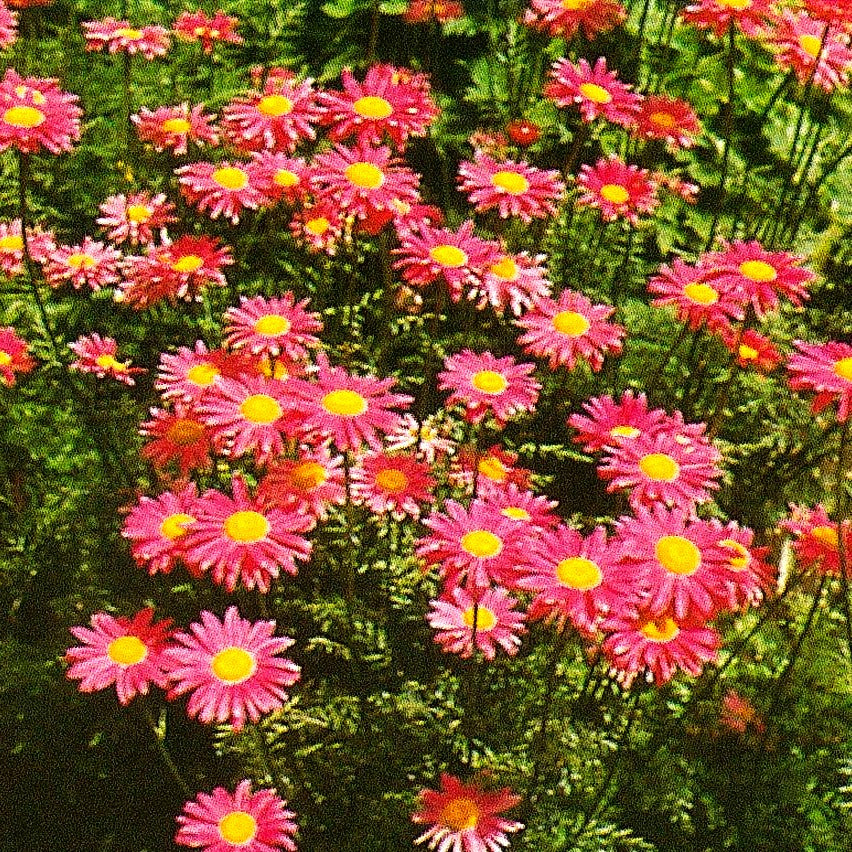 Bunte Margerite 'Robinsons Rosa' (Tanacetum coccineum)