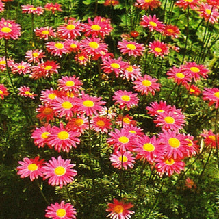Bunte Margerite 'Robinsons Rosa' (Tanacetum coccineum)