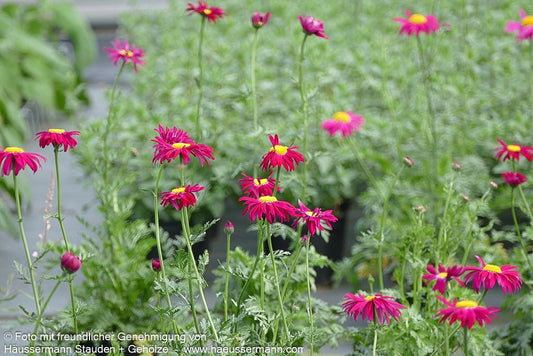 Bunte Margerite 'Robinsons Rot' (Tanacetum coccineum)