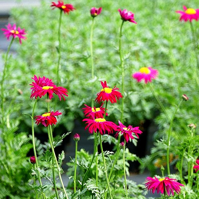 Bunte Margerite 'Robinsons Rot' (Tanacetum coccineum)