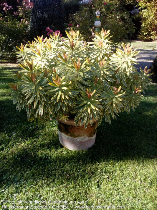 Bunte Busch-Wolfsmilch 'Ascot Rainbow' (Euphorbia x martinii)