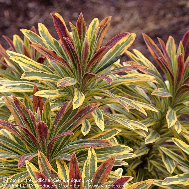 Bunte Busch-Wolfsmilch 'Ascot Rainbow' (Euphorbia x martinii)