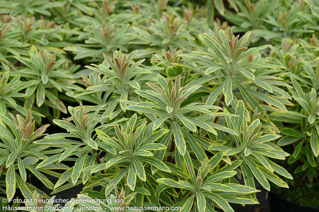 Bunte Busch-Wolfsmilch 'Ascot Rainbow' (Euphorbia x martinii)
