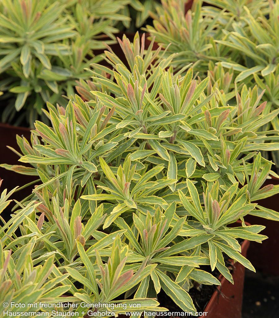 Bunte Busch-Wolfsmilch 'Ascot Rainbow' (Euphorbia x martinii)