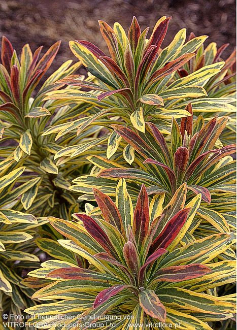 Bunte Busch-Wolfsmilch 'Ascot Rainbow' (Euphorbia x martinii)
