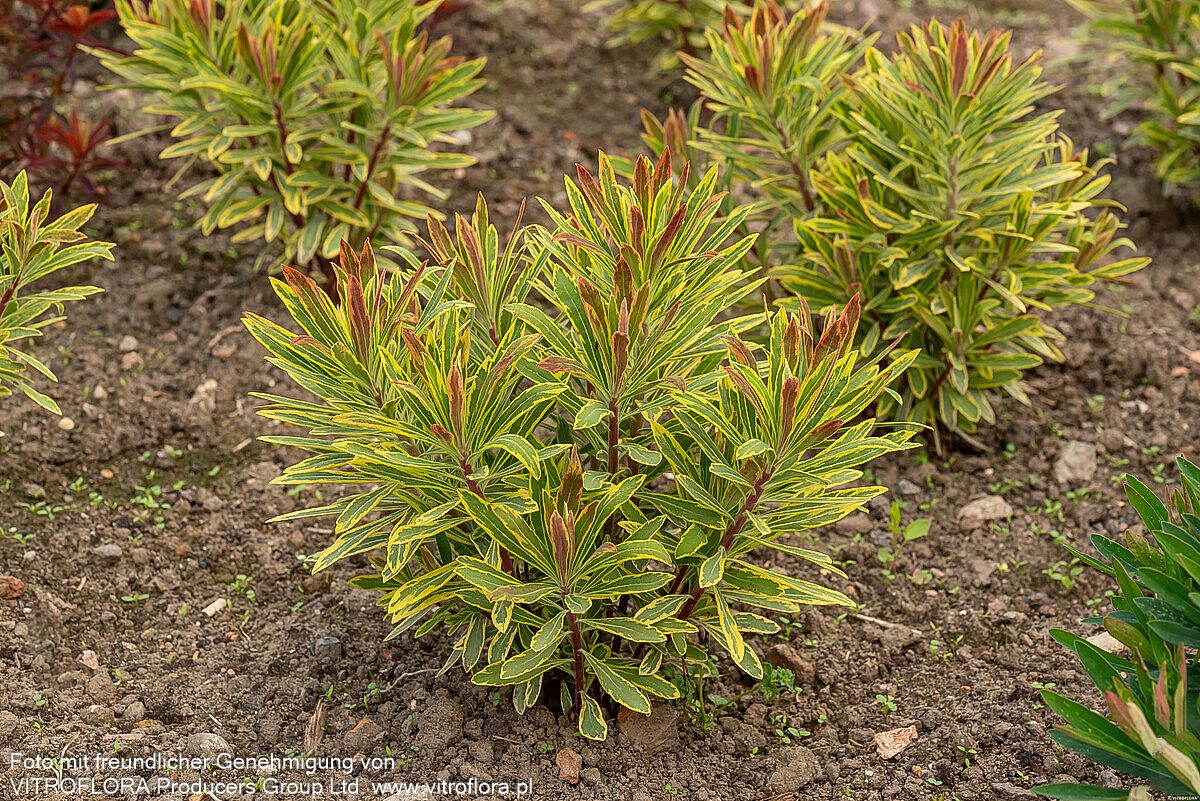 Bunte Busch-Wolfsmilch 'Ascot Rainbow' (Euphorbia x martinii)