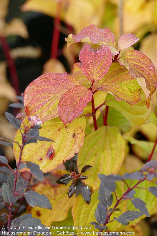 Buntholziger Hartriegel 'Anny's Winter Orange' (Cornus sanguinea)