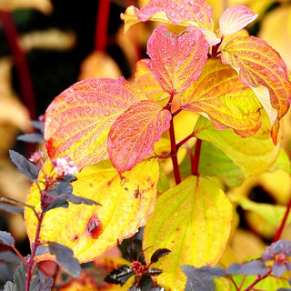 Buntholziger Hartriegel 'Anny's Winter Orange' (Cornus sanguinea)