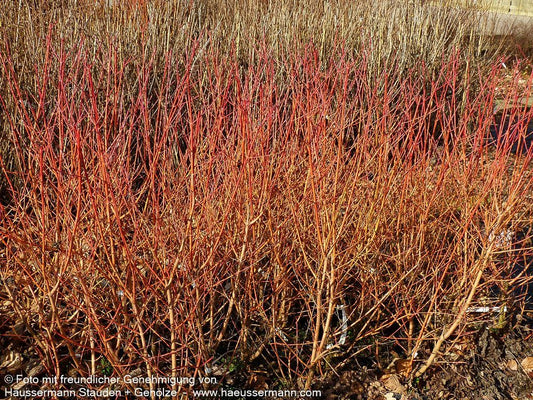 Buntholziger Hartriegel 'Wintersun' (Cornus alba)