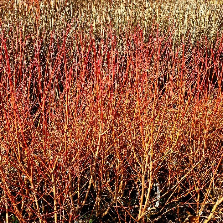 Buntholziger Hartriegel 'Wintersun' (Cornus alba)