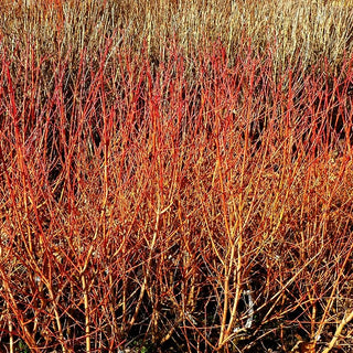 Buntholziger Hartriegel 'Wintersun' (Cornus alba)