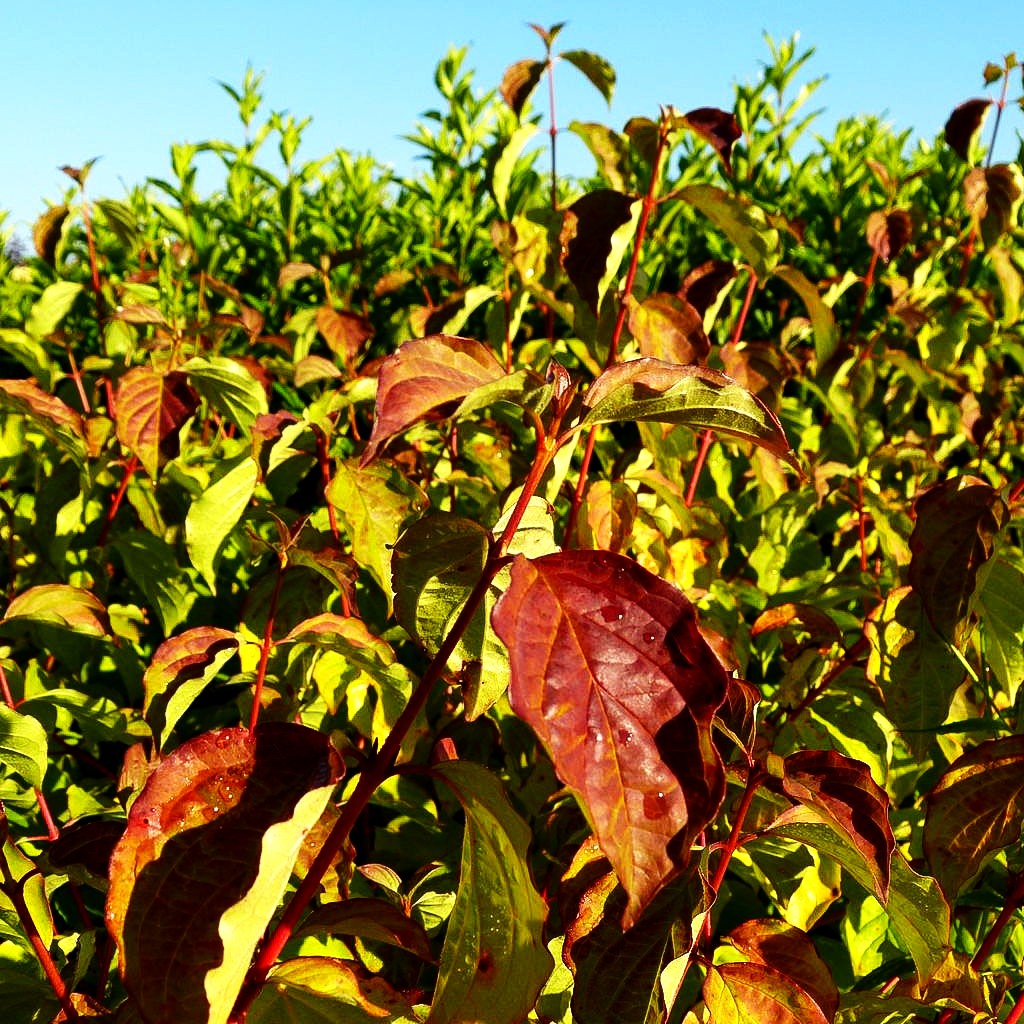 Buntholziger Hartriegel 'Wintersun' (Cornus alba)