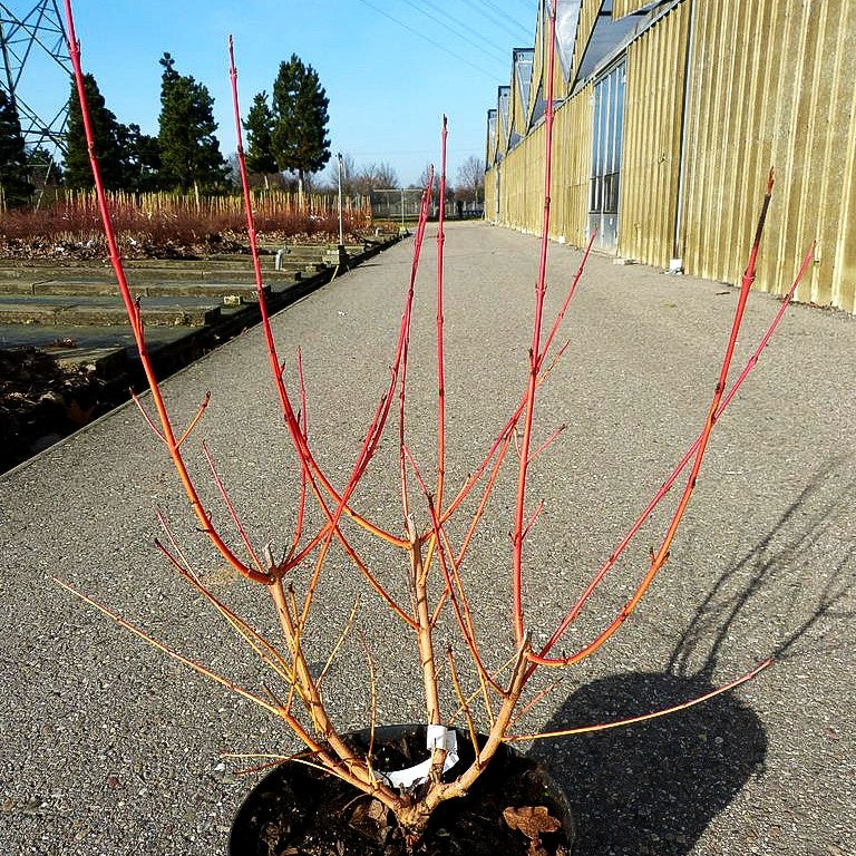 Buntholziger Hartriegel 'Wintersun' (Cornus alba)