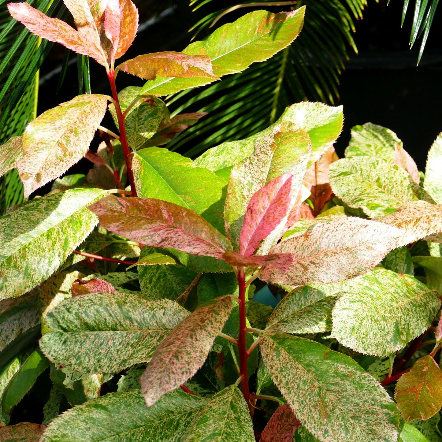Buntlaubige Glanzmispel 'Pink Crispy' (Photinia serratifolia)
