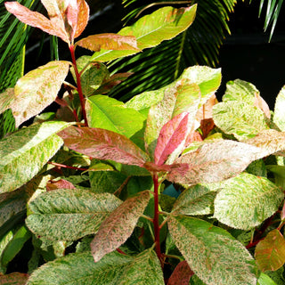 Buntlaubige Glanzmispel 'Pink Crispy' (Photinia serratifolia)