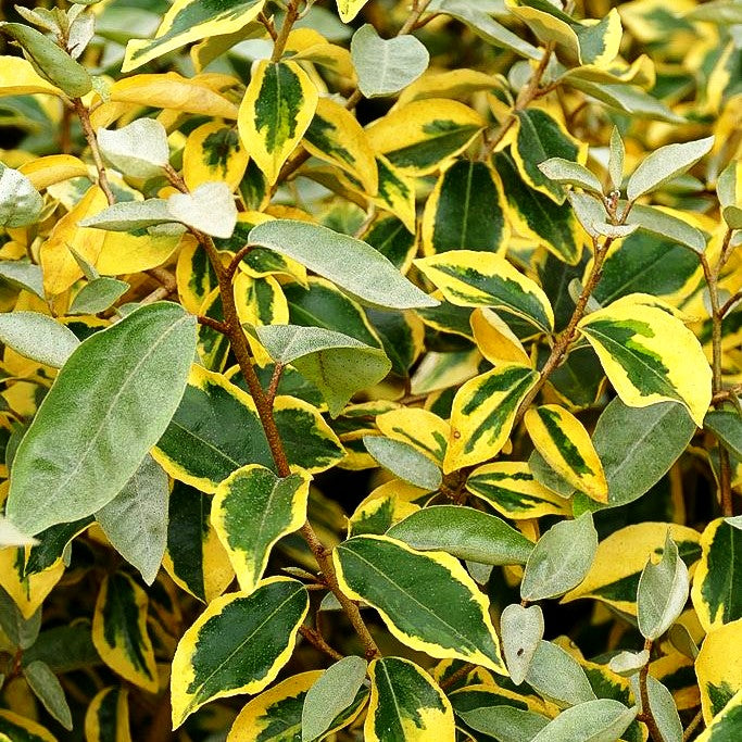 Buntlaubige Ölweide 'Gilt Edge' (Elaeagnus x ebbingei)