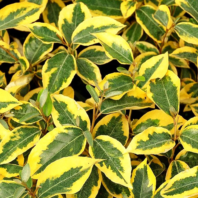 Buntlaubige Ölweide 'Gilt Edge' (Elaeagnus x ebbingei)