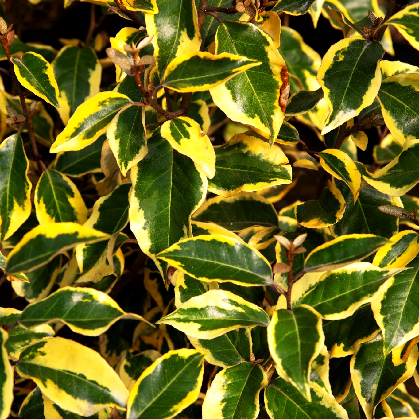 Buntlaubige Ölweide 'Gilt Edge' (Elaeagnus x ebbingei)