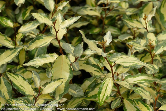 Buntlaubige Ölweide 'Maryline' (Elaeagnus x ebbingei)