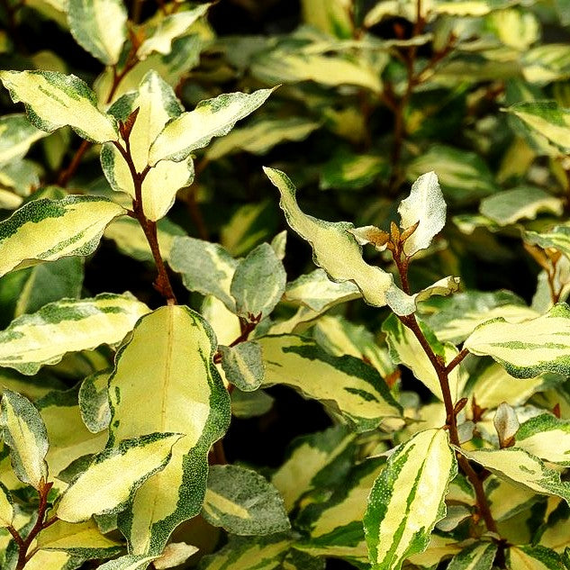 Buntlaubige Ölweide 'Maryline' (Elaeagnus x ebbingei)