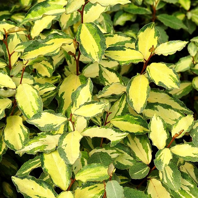 Buntlaubige Ölweide 'Maryline' (Elaeagnus x ebbingei)