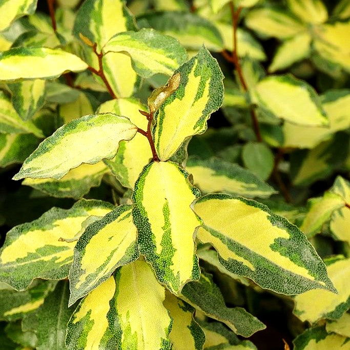 Buntlaubige Ölweide 'Maryline' (Elaeagnus x ebbingei)