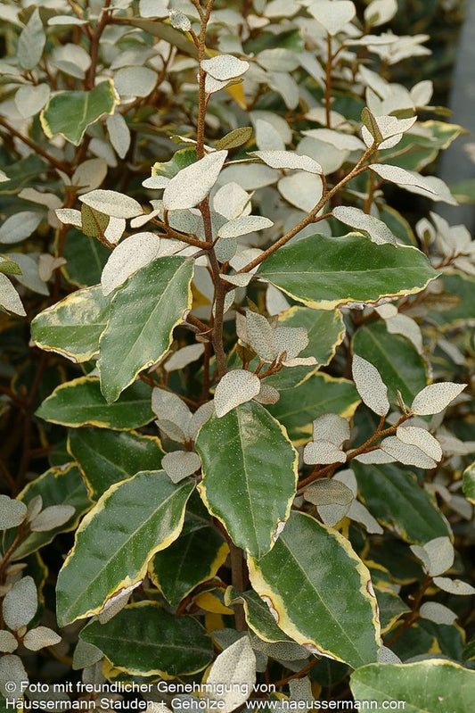 Buntlaubige Ölweide 'Viveleg' (Elaeagnus x ebbingei)