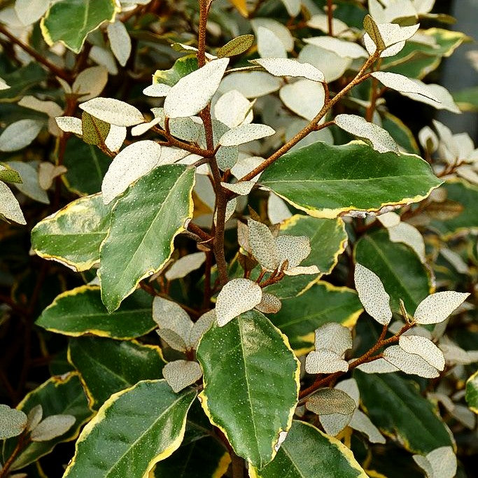 Buntlaubige Ölweide 'Viveleg' (Elaeagnus x ebbingei)
