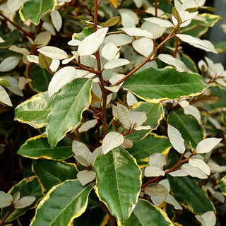Buntlaubige Ölweide 'Viveleg' (Elaeagnus x ebbingei)