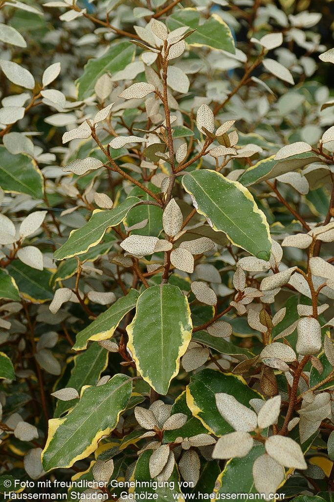 Buntlaubige Ölweide 'Viveleg' (Elaeagnus x ebbingei)