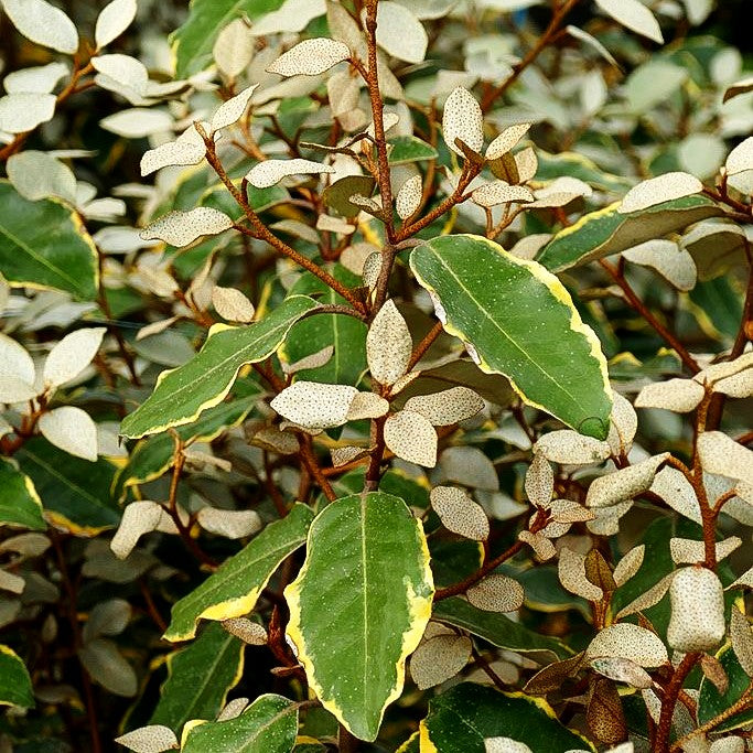 Buntlaubige Ölweide 'Viveleg' (Elaeagnus x ebbingei)