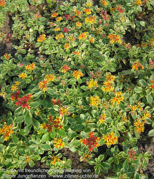 Buntlaubiges Fettblatt 'Variegatum' (Sedum kamtschaticum)