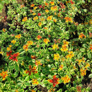 Buntlaubiges Fettblatt 'Variegatum' (Sedum kamtschaticum)