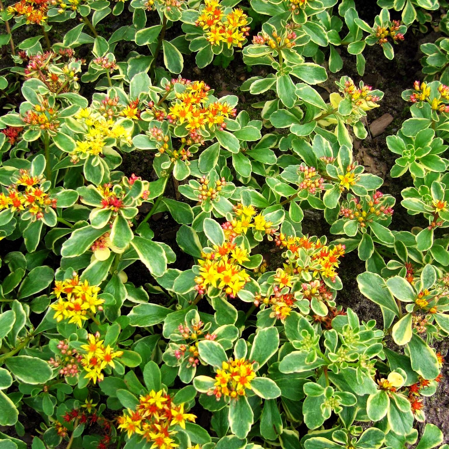 Buntlaubiges Fettblatt 'Variegatum' (Sedum kamtschaticum)