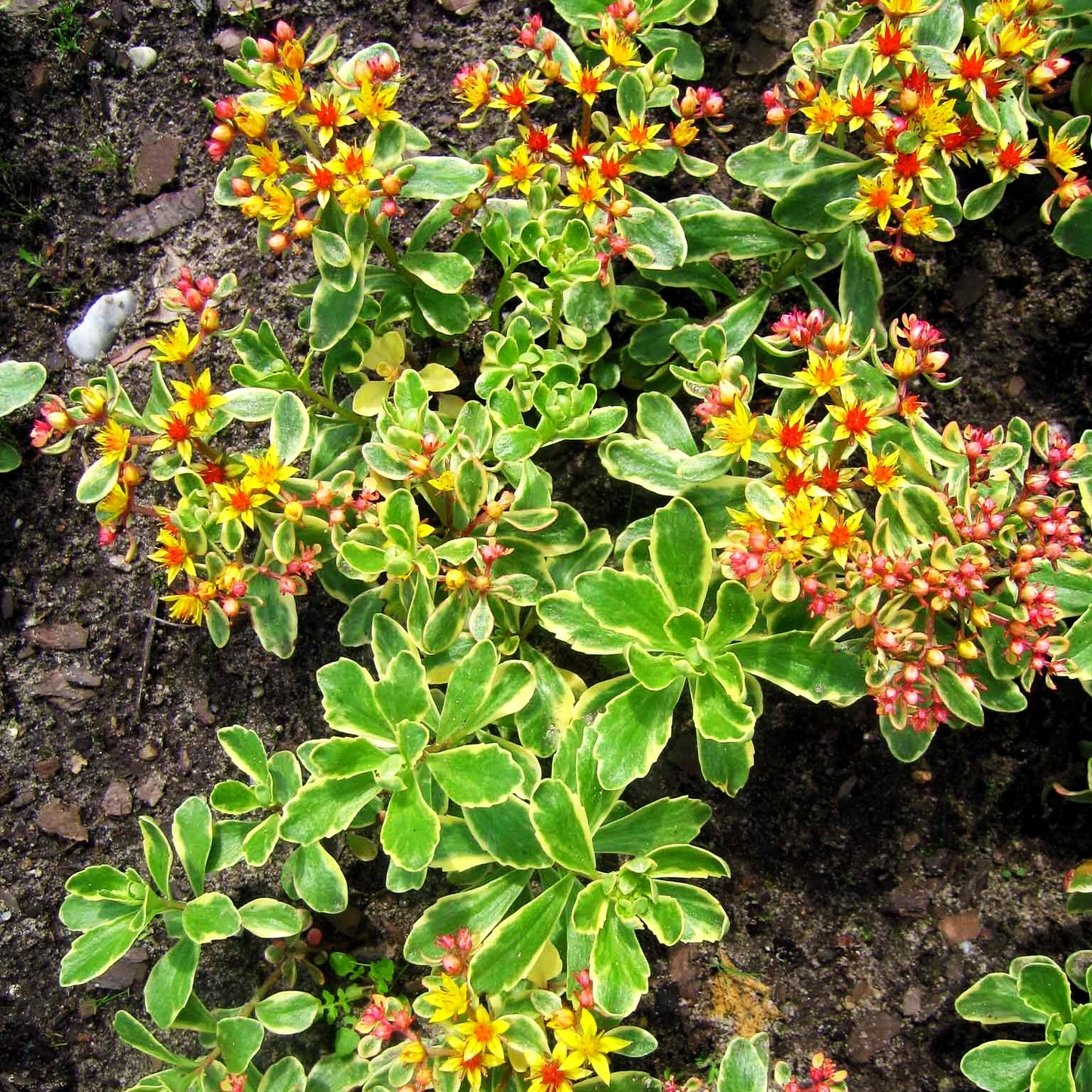 Buntlaubiges Fettblatt 'Variegatum' (Sedum kamtschaticum)