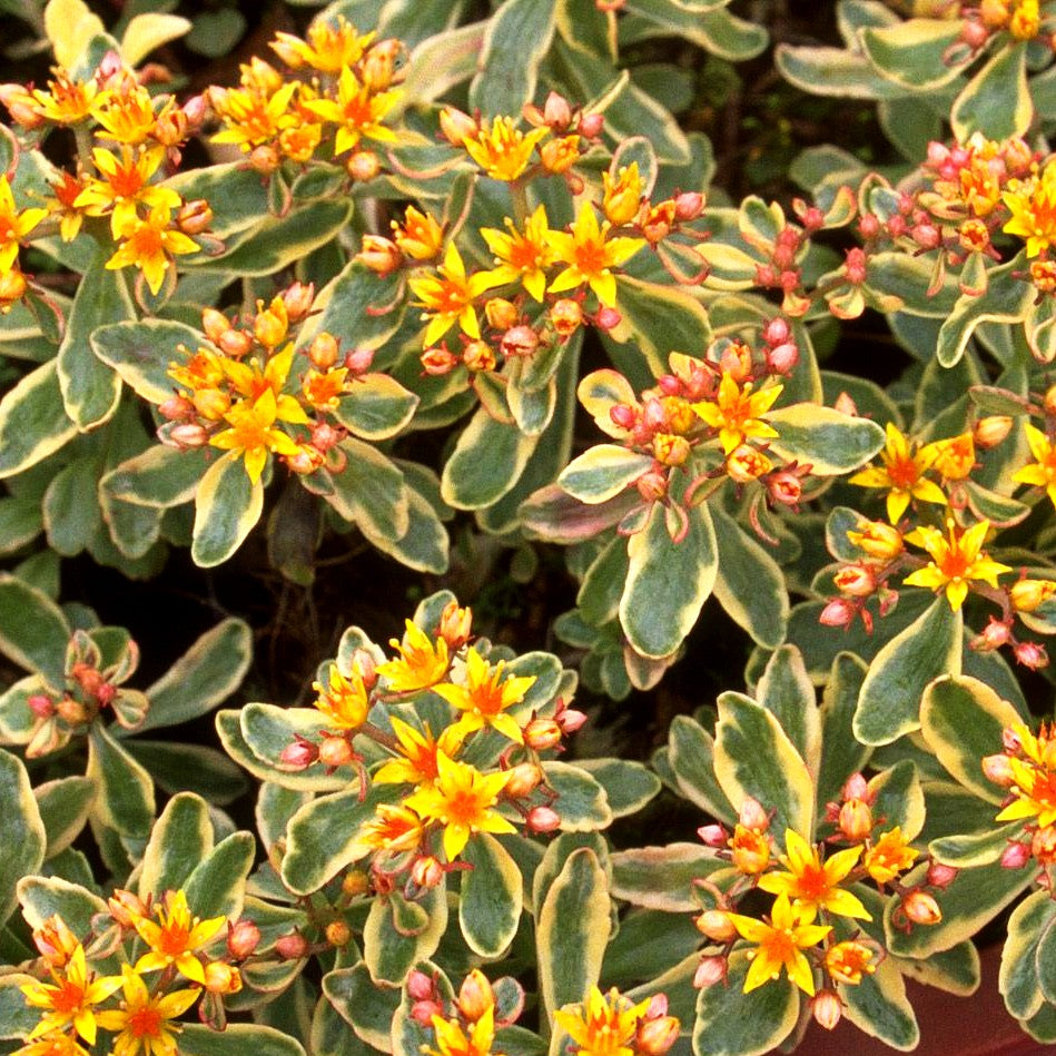 Buntlaubiges Fettblatt 'Variegatum' (Sedum kamtschaticum)