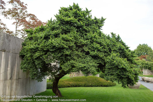 Buschige Feld-Ulme 'Jacqueline Hillier' (Ulmus minor)