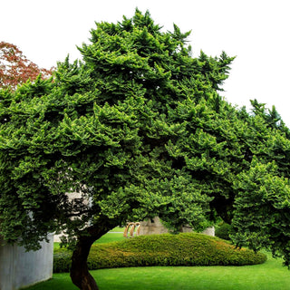 Buschige Feld-Ulme 'Jacqueline Hillier' (Ulmus minor)