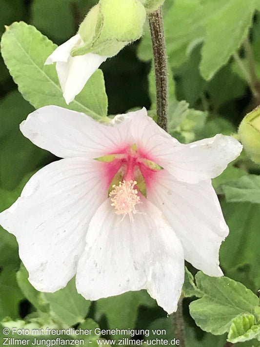 Buschmalve 'Barnsley Baby' (Lavatera x olbia)