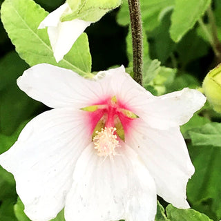 Buschmalve 'Barnsley Baby' (Lavatera x olbia)