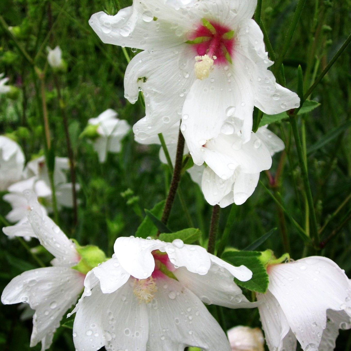 Buschmalve 'Barnsley Baby' (Lavatera x olbia)