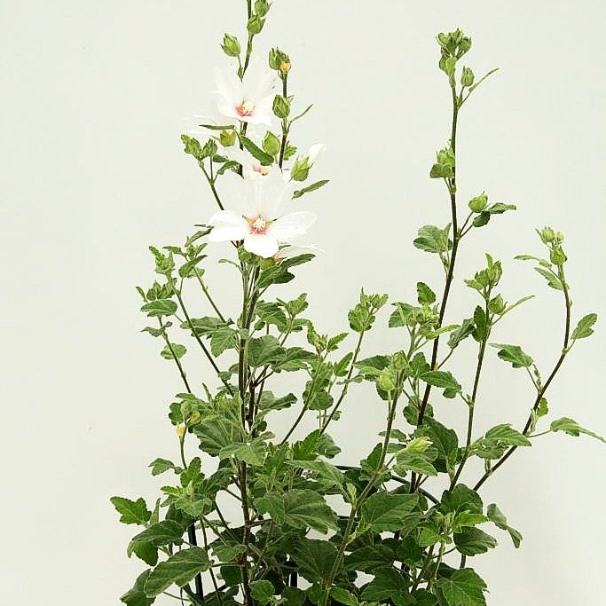 Buschmalve 'Barnsley Baby' (Lavatera x olbia)