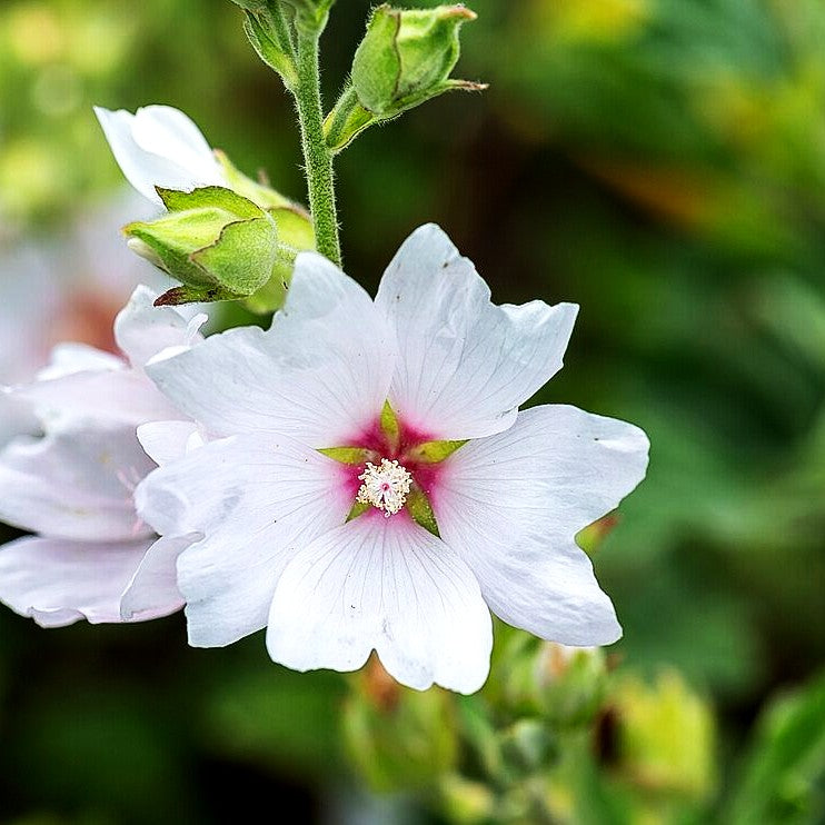 Buschmalve 'Barnsley Baby' (Lavatera x olbia)
