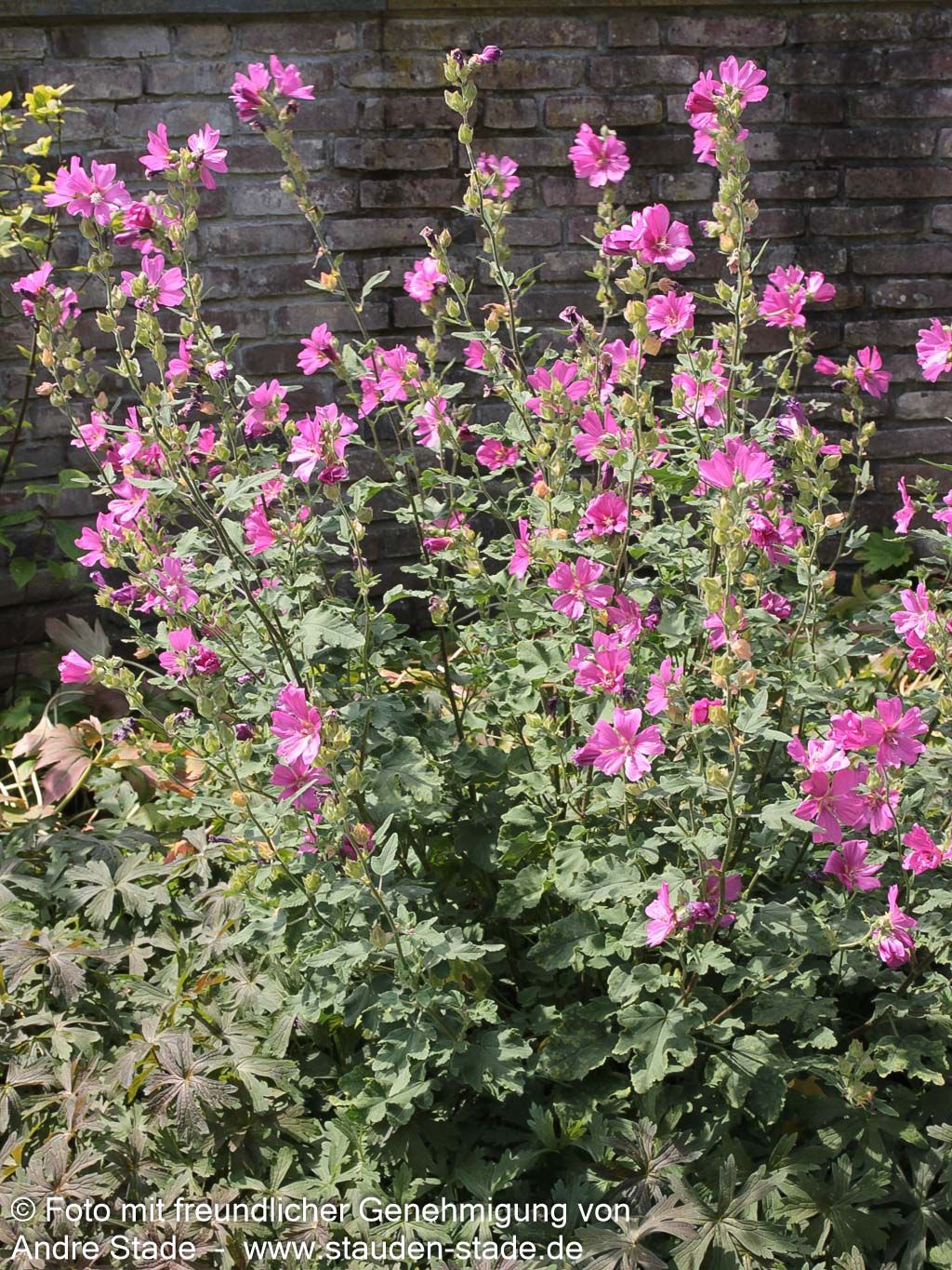 Buschmalve 'Burgundy Wine' (Lavatera x olbia)