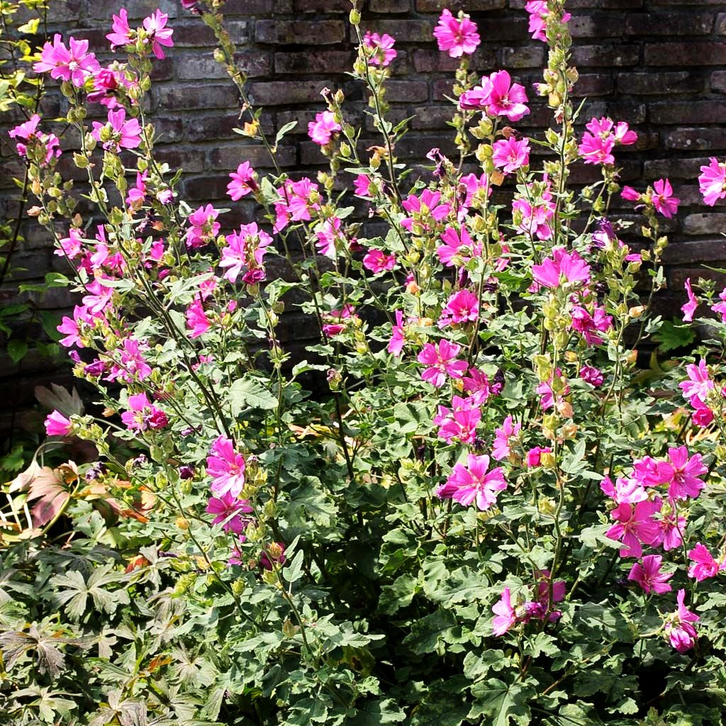 Buschmalve 'Burgundy Wine' (Lavatera x olbia)